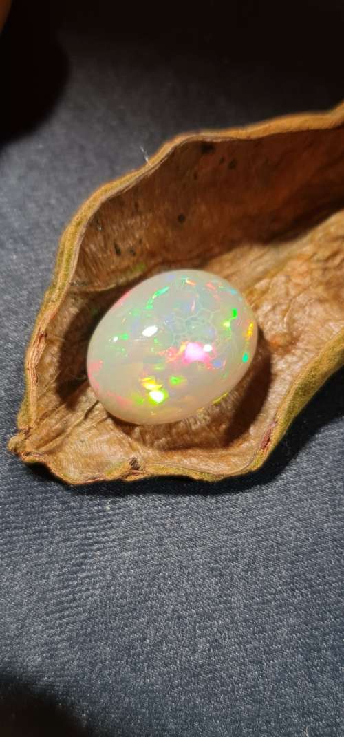 Dino egg – Image 3