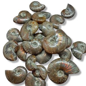 Ammonites Opalisées